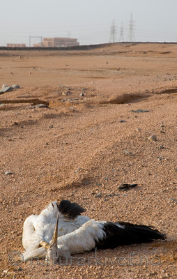 BB 10 0221 / Ciconia ciconia / Stork